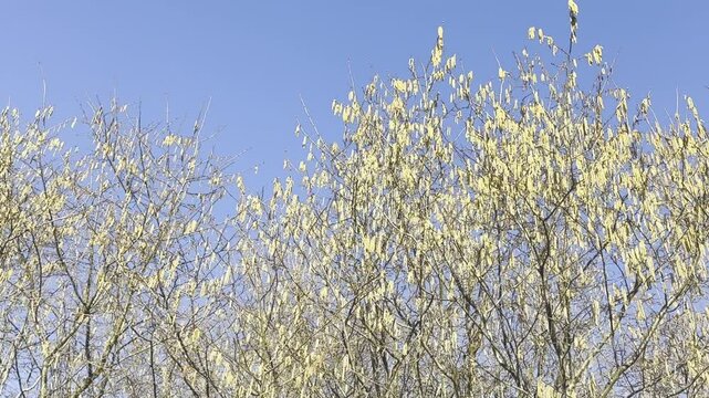 Haselnussstr&auml;ucher voller Bl&uuml;tenpollen