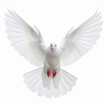 una paloma de la paz, esperanza, volando, aislada sobre fondo blanco
