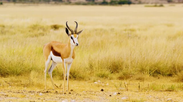A beautiful springbok antelope standing and waving its tail and looking straight into the camera at Mabuasehube, Botswana, South Africa 