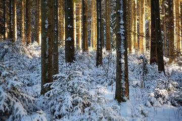 Warm sunlight shining through tall pine trees in a snowy winter forest