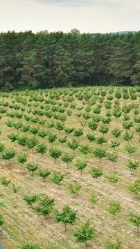 Hazelnut trees rows agriculture cultivation garden. Growing raw ripe hazel nuts fruit hanging on countryside field. Harvest autumn farm. Healthy natural food, eco-friendly products. Aerial drone view.