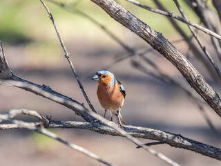 Fototapeta premium Common chaffinch, Fringilla coelebs, sits on a tree. Common chaffinch in wildlife.
