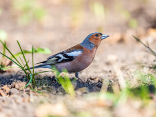 Common chaffinch, Fringilla coelebs, sits on a green lawn in spring. Common chaffinch in wildlife.