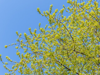 Fototapeta premium Green bushes with young leaves in the sunset