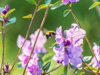 Pink flowers of Siberian rhododendron copy space. Rhododendron dauricum. Spring flowering of Altai rhododendron.