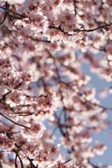 Obraz premium Almond Blossoms in Soft Focus with Blue Sky Spring Background