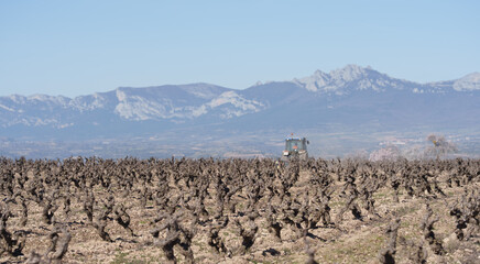 Naklejka premium Tractor in Pruned Vineyard with Mountain Range and Clear Blue Sky
