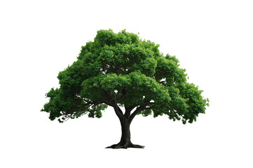 Obraz premium Green deciduous tree with lush foliage and a strong trunk, representing nature, growth, and environmental conservation, on transparent background