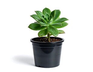 Obraz premium Close-up of potted green succulent against a clean white backdrop