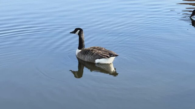 Kanadagänse auf einem spiegelglatten Teich
