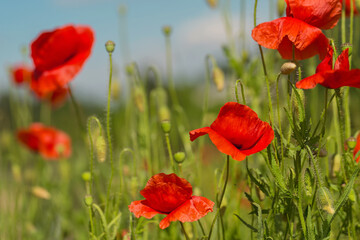 Obraz premium Wild Red Poppies Blooming in Natural Field