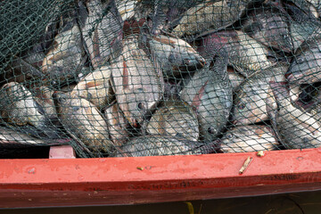 Fresh Tilapia Fish (Mujaer Fish) Caught in Fishing Nets, Grilled Fish Ingredients, Freshwater Fish © Semoga