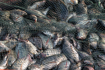 Fresh Tilapia Fish (Mujaer Fish) Caught in Fishing Nets, Grilled Fish Ingredients, Freshwater Fish © Semoga