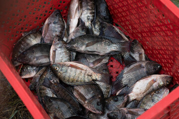 Fresh Tilapia Fish (Mujaer Fish) Caught with Fishing Nets, Grilled Fish Ingredients, Freshwater Fish, Fish Packing in Box © Semoga