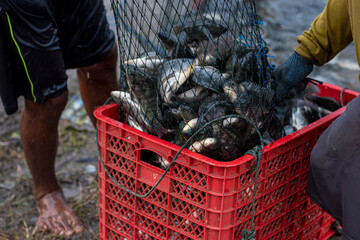 Fresh Tilapia Fish (Mujaer Fish) Caught with Fishing Nets, Grilled Fish Ingredients, Freshwater Fish, Fish Packing in Box © Semoga