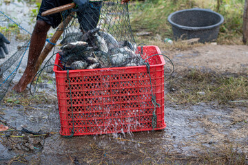Fresh Tilapia Fish (Mujaer Fish) Caught with Fishing Nets, Grilled Fish Ingredients, Freshwater Fish, Fish Packing in Box © Semoga