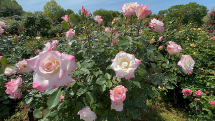 Photo of beautiful pink white rose flowers in 
nature in sunny botanical garden. Buds of flowering...