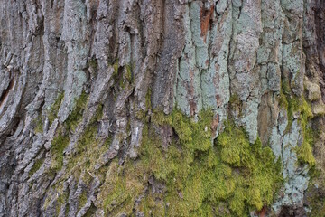 natural plant texture of gray bark and green moss on an oak tree