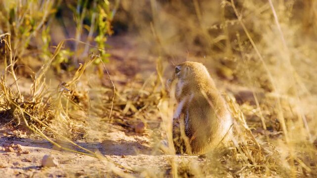 An African Cape ground squirrel or South African ground squirrel eating food at ground at Mabuasehube, Botswana, South Africa 