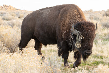 An American Bison bull walks through a field of grass and rabbit brush with a clump of brush hanging from one horn as the last daylight fades away on Antelope Island Utah USA.