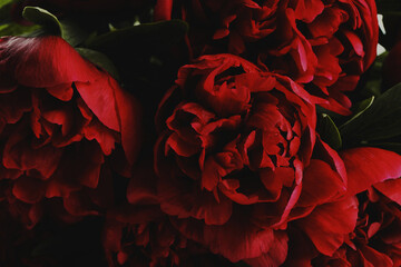 Naklejka premium Beautiful red peonies as background, closeup. Card or poster design
