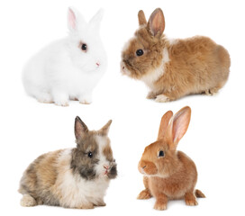 Obraz premium Cute fluffy rabbits isolated on white, collage