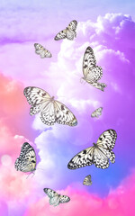 Naklejka premium Butterflies flying against colorful clouds in bright sky
