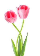 Fototapeta premium Beautiful tulips on white background. Spring flowers