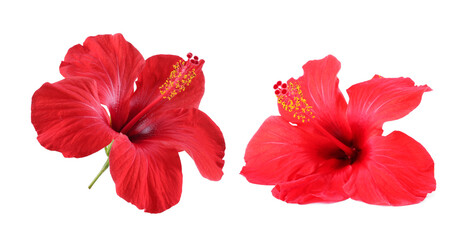 Two red hibiscus flowers isolated on white © New Africa