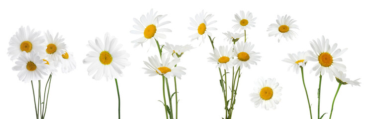 Fototapeta premium Beautiful chamomile flowers isolated on white, set