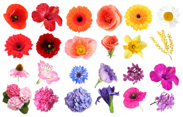 Naklejka premium Bright flowers arranged by colors on white background, set