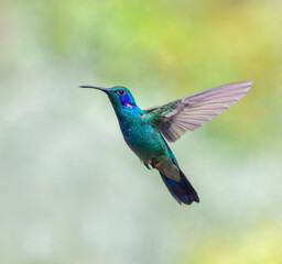 Fototapeta premium The lesser violetear (Colibri cyanotus), also known as the mountain violet-ear hummingbird, flying, San Jose Province, Costa Rica.