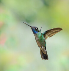 Fototapeta premium Talamanca also known as admirable hummingbird (Eugenes spectabilis) in flight against sunny background, San Jose Province, Costa Rica.