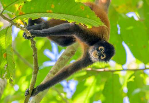 Geoffroy's or black-handed spider monkey (Ateles geoffroyi) hanging on its tail in rainforest canopy, Corcovado National Park, Osa Peninsula, Costa Rica.