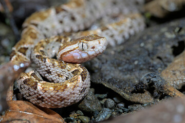 Fototapeta premium Fer-de-lance or terciopelo snake (Bothrops asper) at rainforest floor, Corcovado National Park, Osa Peninsula, Costa Rica.