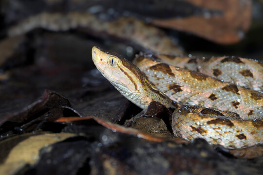 Fer-de-lance or terciopelo snake (Bothrops asper) at rainforest floor, Corcovado National Park, Osa Peninsula, Costa Rica.