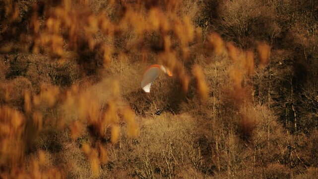 Paraglider flying over autumn forest in the French Alps