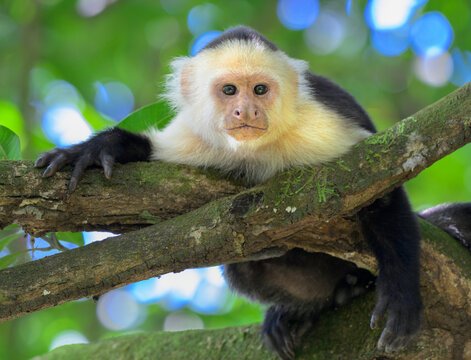 White-faced capuchin monkey (Cebus capucinus) resting in a tree, Corcovado National park, Osa Peninsula, Costa Rica.