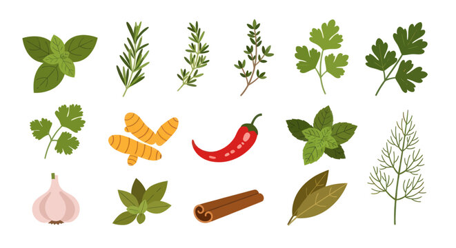 Fresh culinary herbs and spices collection