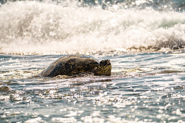 Fototapeta premium Green Sea Turtle (Chelonia mydas) Resting on Laniakea Beach, Hawaii