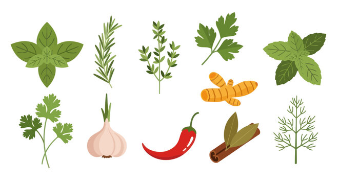 Fresh herbs and spices collection