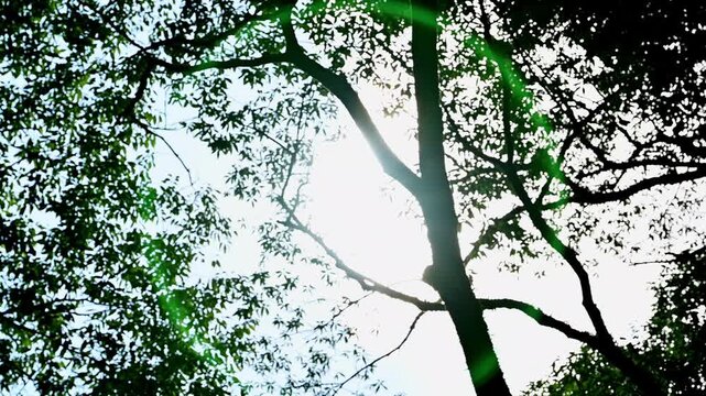 原生林で見上げる、木漏れ日と輝く太陽の光
「森が深呼吸する、光の瞬間。見上げるたびに、心が晴れる。」
熊本県菊池市(菊池渓谷)
Looking up in a primeval forest, sunlight filtering through the trees and shining sunshine