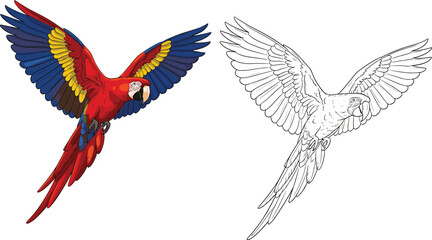 Colorful macaw parrot flying with wings spread and outline version, tropical bird illustration, exotic wildlife concept, detailed feather design, vector artwork © Abdullah