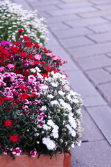 花壇に植えられたカラフルな花