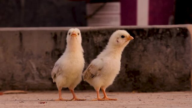 Two small white baby chicks standing together on a farm at sunset.