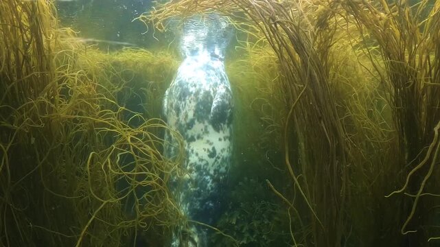 A juvenile grey seal &ndash; Halichoerus grypus &ndash; floats vertically with its head above the surface in a split level shot, half underwater and half above water in the clear seas of a Breton archipelago, Fra