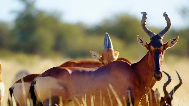 Close up of a Red hartebeest or Cape hartebeest (Alcelaphus buselaphus caama) in Botswana.