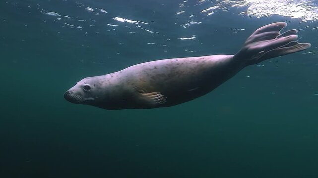 A young grey seal with a white coat - Whitecoat - Halichoerus grypus - breathes at the surface, then approaches the camera, spins gracefully, and swims away, filmed at 60 fps, perfect for slow motion.