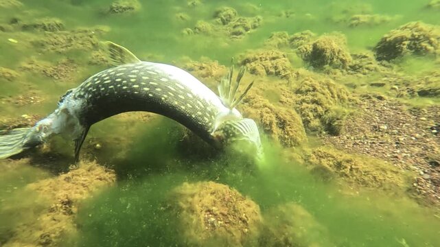 A dead pike &ndash; Esox lucius &ndash; lies on the lakebed with no visible wounds, suggesting possible mortality after catch and release fishing.