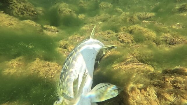 A dead pike &ndash; Esox lucius &ndash; lies on the lakebed with no visible wounds, suggesting possible mortality after catch and release fishing.